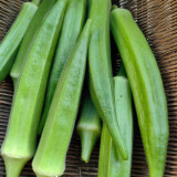 Lianglv No.2 Okra Seeds - Hybrid Variety, High Yield of Bright Green Pods, Ideal for Commercial Growers
