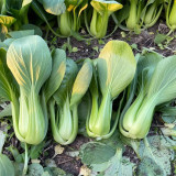 'Jinmei 22' Pak Choi Seeds - F1 Hybrid, Fast Growing, Stress Tolerant, Reliable Yield