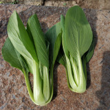 'Jinmei 22' Pak Choi Seeds - F1 Hybrid, Fast Growing, Stress Tolerant, Reliable Yield