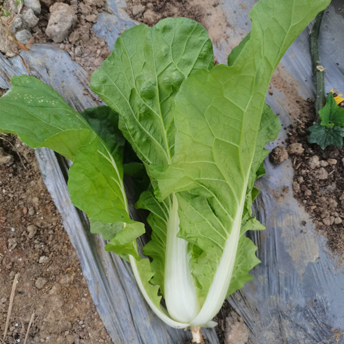 'Jinmei 516' Fast-growing Bok Choy Seeds - F1 Hybrid, Heat & Bolt Resistant, Stable Yield