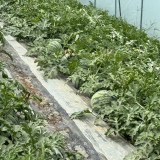 Meijia 84-24 Hybrid Watermelon Seeds - Early Maturing, High Sugar 12° Brix, Ideal for Commercial Growers