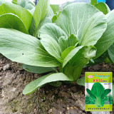 'Jinmei 22' Pak Choi Seeds - F1 Hybrid, Fast Growing, Stress Tolerant, Reliable Yield