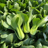 'Jinmei 22' Pak Choi Seeds - F1 Hybrid, Fast Growing, Stress Tolerant, Reliable Yield