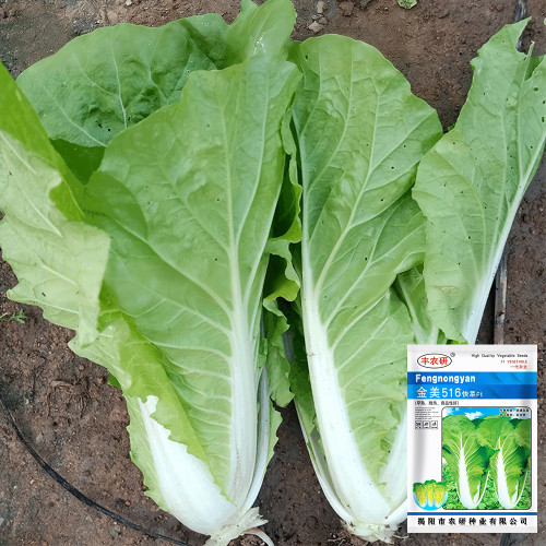 'Jinmei 516' Fast-growing Bok Choy Seeds - F1 Hybrid, Heat & Bolt Resistant, Stable Yield