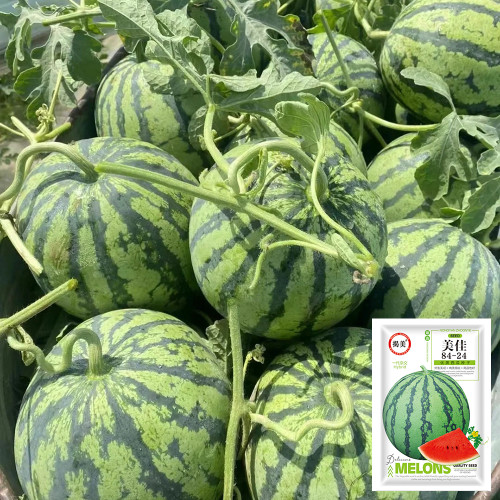 Meijia 84-24 Hybrid Watermelon Seeds - Early Maturing, High Sugar 12° Brix, Ideal for Commercial Growers