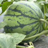 Meijia 84-24 Hybrid Watermelon Seeds - Early Maturing, High Sugar 12° Brix, Ideal for Commercial Growers