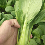 'Jinmei 22' Pak Choi Seeds - F1 Hybrid, Fast Growing, Stress Tolerant, Reliable Yield