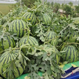 Meijia 84-24 Hybrid Watermelon Seeds - Early Maturing, High Sugar 12° Brix, Ideal for Commercial Growers