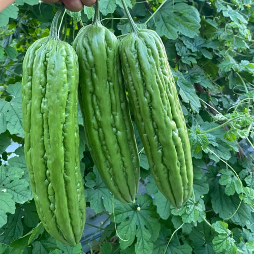'Xinjinxiu No.12' Bitter Melon Seeds | Mid-Early, Thick Flesh, High-Yield & Heat-Tolerant Gourd Variety