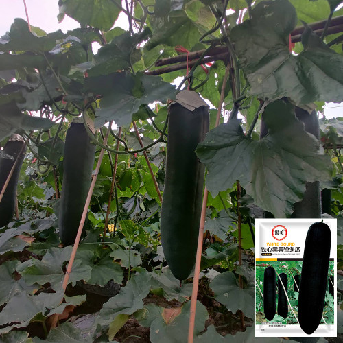 Iron-Heart Black Missile Winter Melon Seeds - High Yield, Heat Tolerant, Suitable for Spring & Autumn Double-Season Planting