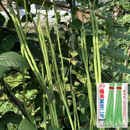 Jiemei Xiabao No. 2 Cowpea Seeds - Stress Resistant, Adaptable, for Home Garden & Farming