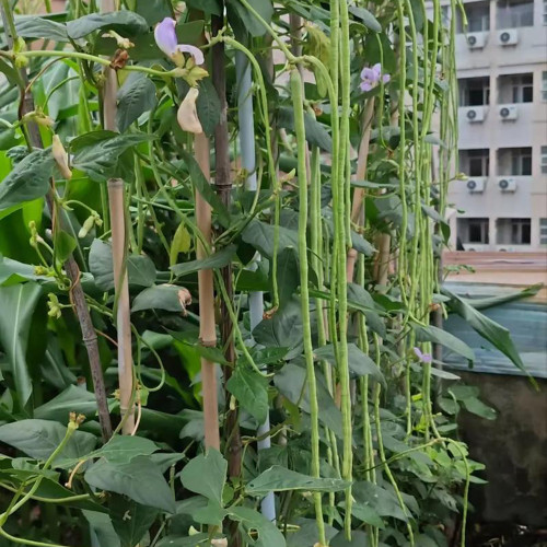 Jiemei Xiabao No. 2 Cowpea Seeds - Stress Resistant, Adaptable, for Home Garden & Farming