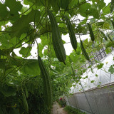Jiemei Yaxiu No. 2 Luffa Seeds - Adaptable, Easy to Manage, for Spring & Summer Planting