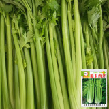 Crispy Jade Celery Seeds - High-Yield, Tender Yellow-Green, Compact and Vigorous Plants