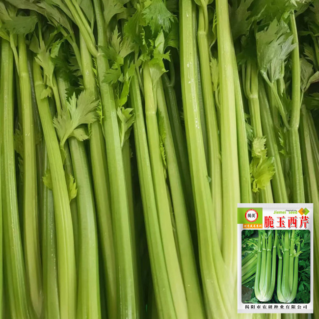 Crispy Jade Celery Seeds - High-Yield, Tender Yellow-Green, Compact and Vigorous Plants