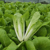 'Chiye No.6' Pak Choi Seeds - Snow-White Petioles, Sweet Taste, Fast Growing, Compact Plant