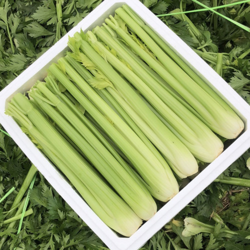 Crispy Jade Celery Seeds - High-Yield, Tender Yellow-Green, Compact and Vigorous Plants