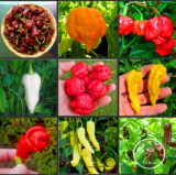 Choose Hot Chilli Pepper Capsicum Vegetable Seeds