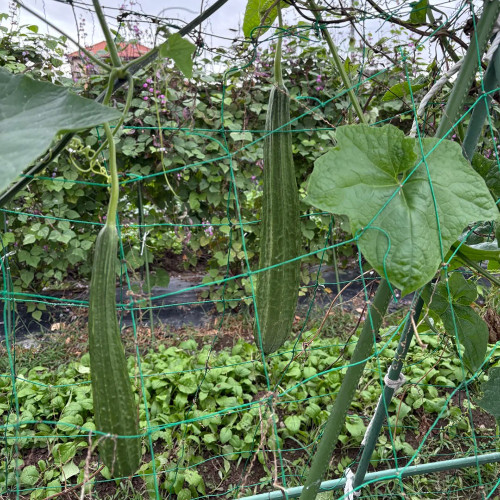 Jiemei Yaxiu No. 2 Luffa Seeds - Adaptable, Easy to Manage, for Spring & Summer Planting