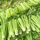 Crispy Jade Celery Seeds - High-Yield, Tender Yellow-Green, Compact and Vigorous Plants