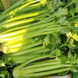 Crispy Jade Celery Seeds - High-Yield, Tender Yellow-Green, Compact and Vigorous Plants