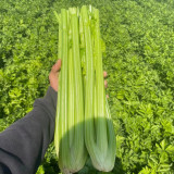 Crispy Jade Celery Seeds - High-Yield, Tender Yellow-Green, Compact and Vigorous Plants