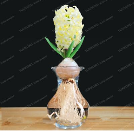 Hyacinth Bulb for Home Garden (Color: 4)