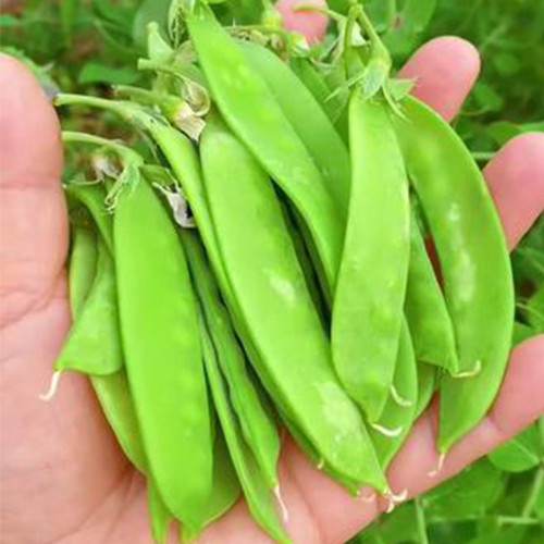 'Cuibao 616' Snow Pea Seeds - Early-Maturing Dwarf Variety, Compact & High-Yield, High Stress Tolerance