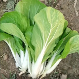 'Chiye No.6' Pak Choi Seeds - Snow-White Petioles, Sweet Taste, Fast Growing, Compact Plant