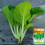 'Chiye No.6' Pak Choi Seeds - Snow-White Petioles, Sweet Taste, Fast Growing, Compact Plant
