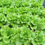 'Lvmei' Italian Leaf Lettuce Seeds - Crisp Green Leaves, Reliable Yield, Cold & Bolting Resistant