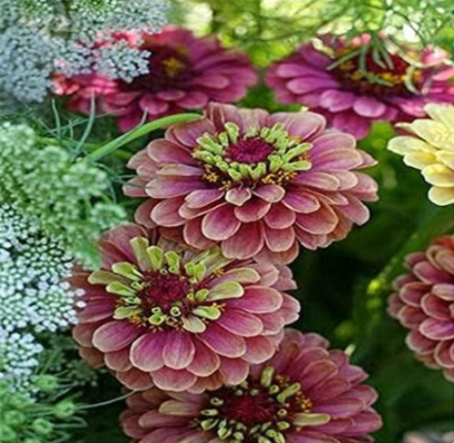 Zinnia Seed Rare Variety Heat Tolerant Garden Flower Flowering (Color: 5)