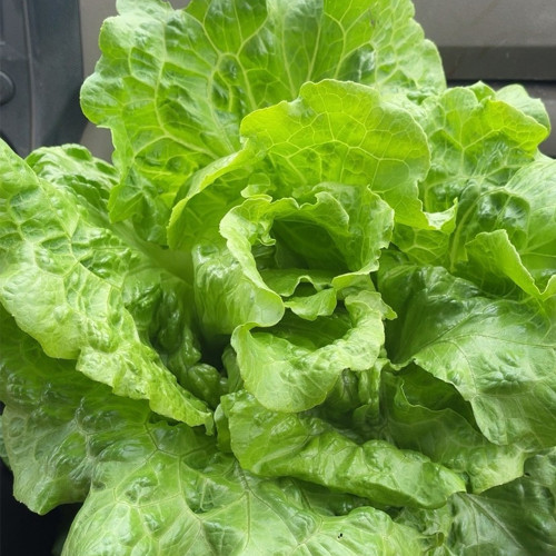 'Lvmei' Italian Leaf Lettuce Seeds - Crisp Green Leaves, Reliable Yield, Cold & Bolting Resistant