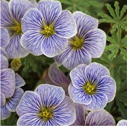 Oxalis Seed Flowers Cuckooflower Rotary Sorrel Versicolor (Color: Q17)