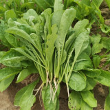 'Jiemei' Fast-Growing Radish Sprouts Seeds - Early-Maturing, High-Yield, Heat & Disease Resistant