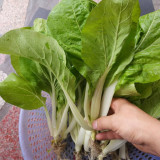 'Chiye No.6' Pak Choi Seeds - Snow-White Petioles, Sweet Taste, Fast Growing, Compact Plant