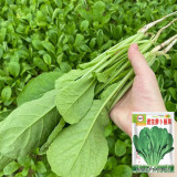'Jiemei' Fast-Growing Radish Sprouts Seeds - Early-Maturing, High-Yield, Heat & Disease Resistant