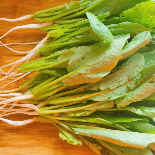 'Jiemei' Fast-Growing Radish Sprouts Seeds - Early-Maturing, High-Yield, Heat & Disease Resistant