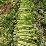 Crispy Jade Celery Seeds - High-Yield, Tender Yellow-Green, Compact and Vigorous Plants