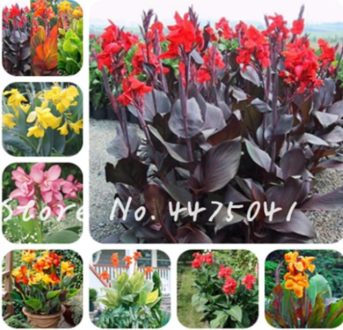 Beautiful Canna Lily Seeds Perennial Potted Plant for Home Garden Supply Decor