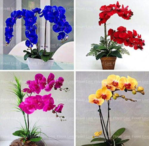 Orchid Seed Flower Seed Phalaenopsis Orchid Perennial Indoor Flowers (Color: 8)