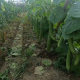 Jiemei Yaxiu No. 2 Luffa Seeds - Adaptable, Easy to Manage, for Spring & Summer Planting