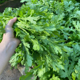 Jiemei Xiangju Garland Chrysanthemum Seeds - Compact, Rich Aroma, Fast Growing