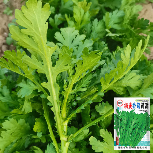 Jiemei Xiangju Garland Chrysanthemum Seeds - Compact, Rich Aroma, Fast Growing