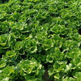 'Lvmei' Italian Leaf Lettuce Seeds - Crisp Green Leaves, Reliable Yield, Cold & Bolting Resistant