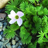 Oxalis Seed Flowers Cuckooflower Rotary Sorrel Versicolor for Home & Garden (Color: Q14)