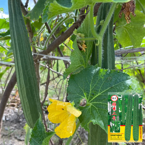 Jiemei Yaxiu No. 2 Luffa Seeds - Adaptable, Easy to Manage, for Spring & Summer Planting