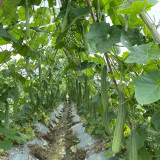 Jiemei Yaxiu No. 2 Luffa Seeds - Adaptable, Easy to Manage, for Spring & Summer Planting