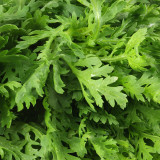 Jiemei Xiangju Garland Chrysanthemum Seeds - Compact, Rich Aroma, Fast Growing