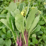 Red-Stemmed Chinese Kale Seeds - Fast-Growing, Multiple Harvests, Restaurant Favorite